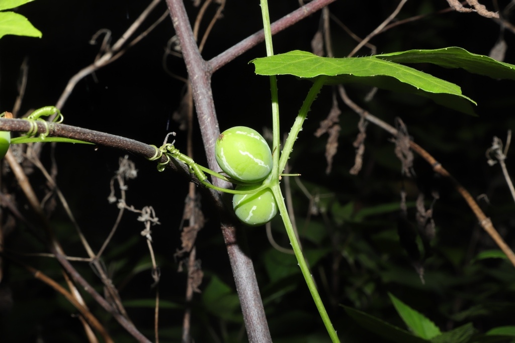 Native Bryony from Townson QLD 4341, Australia on May 5, 2024 at 01:38 ...