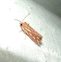 Meyrickella torquesauria