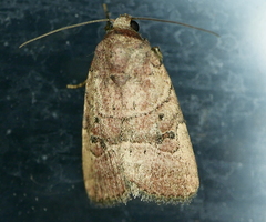 Elaphria fuscimacula