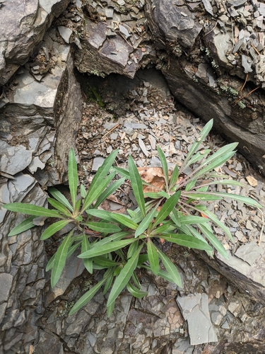 Image of Oenothera argillicola by (c) Alaina Krakowiak, some rights reserved (CC BY)