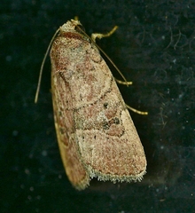 Elaphria fuscimacula