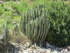 Trichocereus bridgesii
