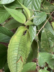 Hemithyrsocera histrio