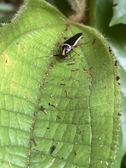 Hemithyrsocera histrio