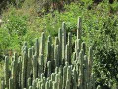 Trichocereus bridgesii