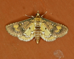 Niphograpta albiguttalis