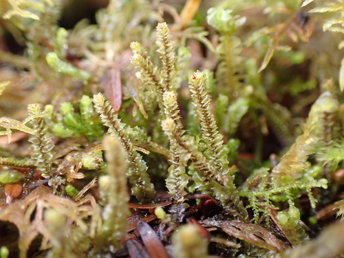 Anastrepta orcadensis