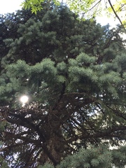Picea pungens