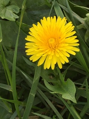 Taraxacum officinale