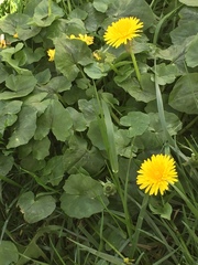 Taraxacum officinale