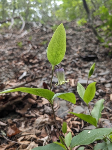 Millboro Leather Flower (Clematis viticaulis)