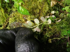 Hypericum taihezanense
