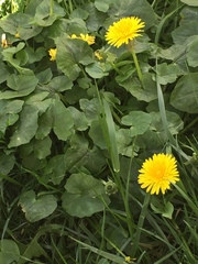 Taraxacum officinale