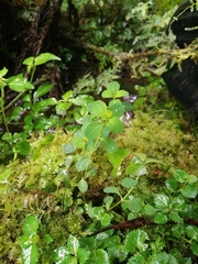 Hypericum taihezanense