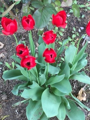 Tulipa gesneriana