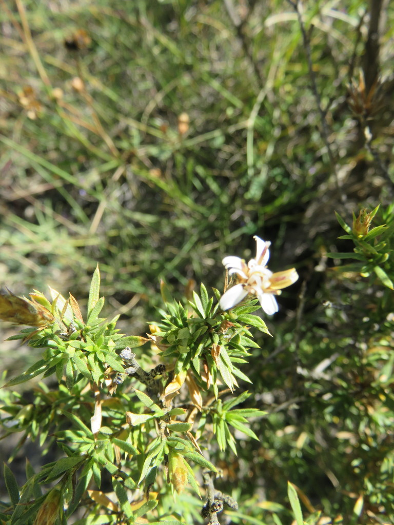 Lophopappus