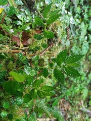 Elatostema parvum