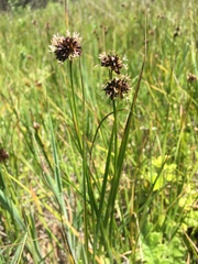 Juncus phaeocephalus