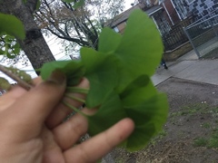 Ginkgo biloba