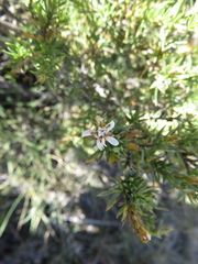 Lophopappus foliosus