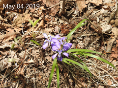 Iris rossii