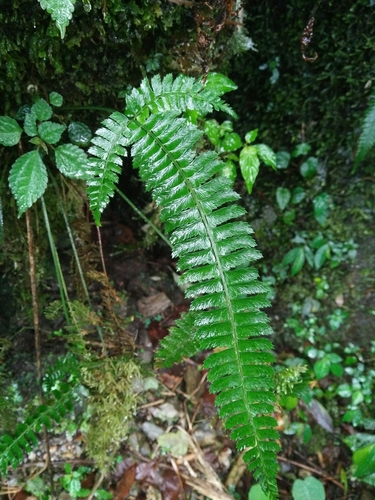 Polystichum hancockii, photograph 5