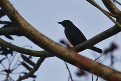 Aplonis striata striata