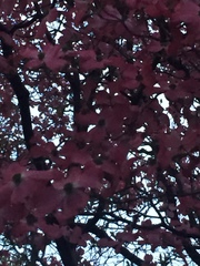 Cornus florida rubra