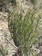 Ephedra americana