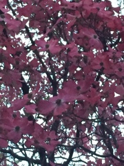 Cornus florida rubra