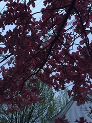 Cornus florida rubra