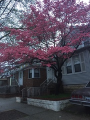 Cornus florida rubra