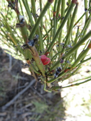 Ephedra americana