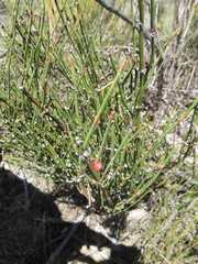 Ephedra americana