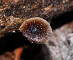 Mycena nargan