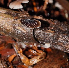 Mycena nargan