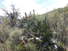 Puya meziana