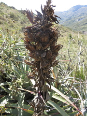 Puya meziana
