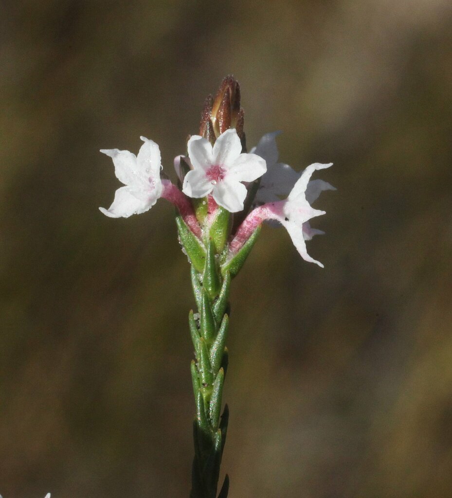 Needhamiella pumilio