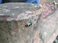 Chrysocoris fascialis