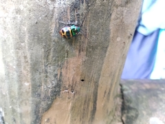 Chrysocoris fascialis