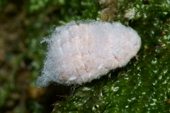 Coelostomidia zealandica