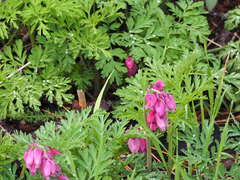Dicentra formosa formosa