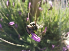 Xylocopa cantabrita