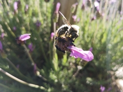 Xylocopa cantabrita