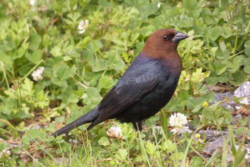 Brown-headed Cowbird, photo 8 of 9