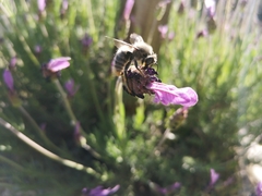 Xylocopa cantabrita