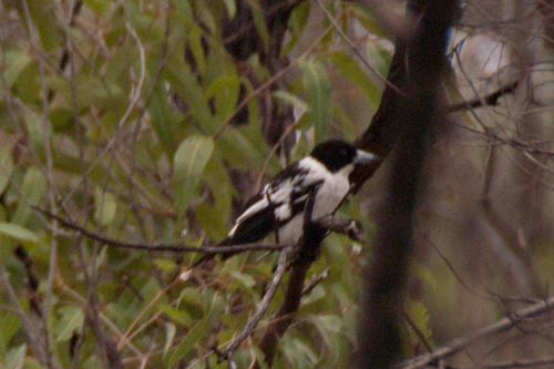 Cracticus mentalis
