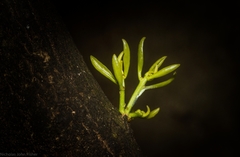 Actephila mooreana