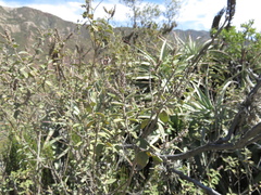Aloysia scorodonioides